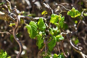 contorto nocciola albero nel primavera con ondulato rami e in crescita fogliame, corylus avellana contorto foto