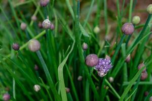 erba cipollina nel fiore e con mini cuffie, allium Schoenoprasum foto