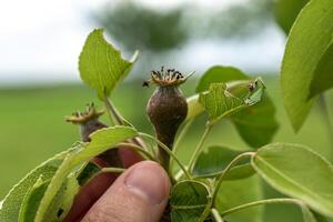 piccolo ovaie di Pera frutta su un' giovane William Pera albero nel frutteto, fiori ha appena trasformato in frutta, pyrus communis foto