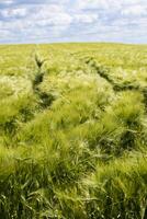 bellissimo verde orzo campo nel mezza estate con molte di luce del sole e blu cielo, Hordeum foto