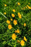 ranuncolo o strisciante ranuncolo nel un' giardino nel molla, ranuncolo repens foto