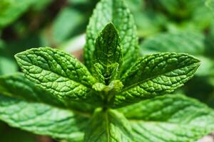 menta nel un' giardino, meraviglioso aromatico pianta per il cucina, Mentha spicata foto