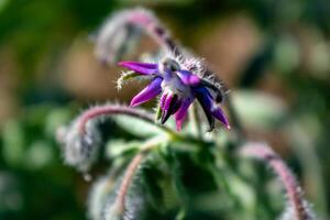 borragine fiore per cucinando, insalata, la minestra, erbaceo infusione, borago officinalis foto