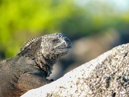 iguana marina, ecuador foto