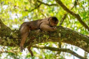 scimmia cappuccina su un albero foto