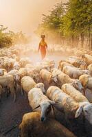 un' Locale donna e un' grande pecora gregge ritorno per il fienile nel il tramonto, dopo un' giorno di alimentazione nel il montagne nel ninh gio Provincia, Vietnam. foto