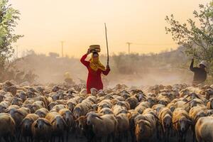 un' Locale donna e un' grande pecora gregge ritorno per il fienile nel il tramonto, dopo un' giorno di alimentazione nel il montagne nel ninh gio Provincia, Vietnam. foto