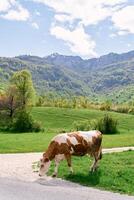 mucca sfiora di il lato di un' nazione strada nel un' montagna valle foto
