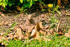 lutto colomba mimetizzato dietro a un' pila di Marrone secco le foglie foto