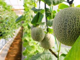 fresco meloni o verde meloni o Cantalupo meloni impianti in crescita nel serra supportato di corda melone reti. foto