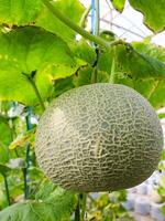 fresco meloni o verde meloni o Cantalupo meloni impianti in crescita nel serra supportato di corda melone reti. foto