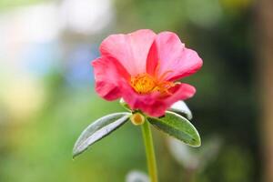 portulaca grandiflora è un' succulento fioritura pianta nel il portulaca famiglia portulacacee, nativo per meridionale brasile, argentina, e Uruguay e spesso coltivato nel giardini. foto