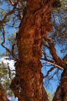 singolare albero struttura nel Sud America. foto