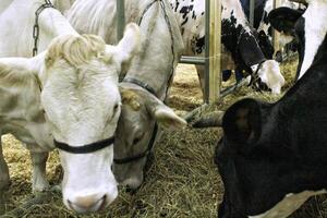 mucche su latteria azienda agricola. bestiame alimentazione con fieno. concetto di agricoltura e animale allevamento. mandria di mucche mangiare fieno stalla nel animale azienda agricola. carne e latte industria. biologico produzione, sostenibile stile di vita foto