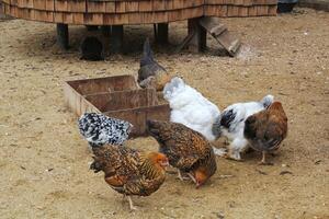 free-range deposizione delle uova pollo agricoltura e agricoltura all'aperto per gratuito gamma mangiare. biologico sostenibile azienda agricola. pollame animale domestico piccolo attività commerciale su Giardino dietro la casa rurale. gallina cazzo su campagna aia foto