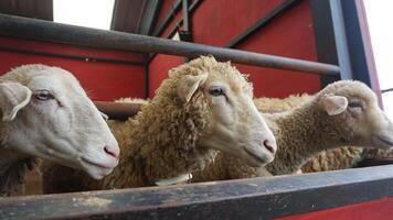 pecora o domba nel il animale penna nel preparazione per sacrificio su eid al-Adha foto