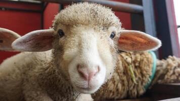 pecora o domba nel il animale penna nel preparazione per sacrificio su eid al-Adha foto