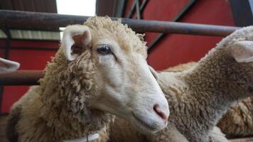 pecora o domba nel il animale penna nel preparazione per sacrificio su eid al-Adha foto