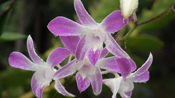 orchidea fiori, natura sfondo, atmosfera dopo pioggia foto