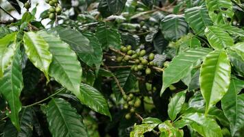 caffè fagiolo pianta nel natura. Questo arabica caffè ha molti autentico sapori e aromi foto