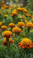 bellissimo calendula fiori con natura sfondo foto