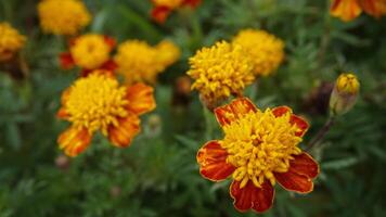 bellissimo calendula fiori con natura sfondo foto