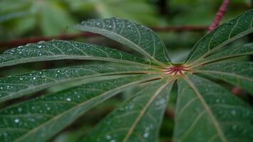 manioca le foglie siamo verde dopo piovere, bagnato con acqua goccioline foto