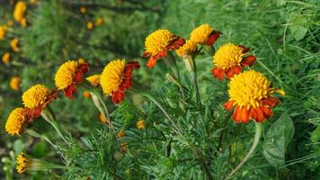 bellissimo calendula fiori con natura sfondo foto