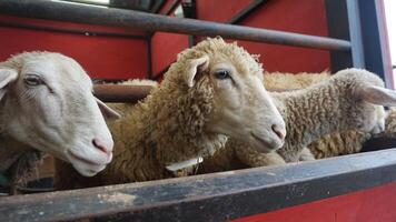 pecora o domba nel il animale penna nel preparazione per sacrificio su eid al-Adha foto