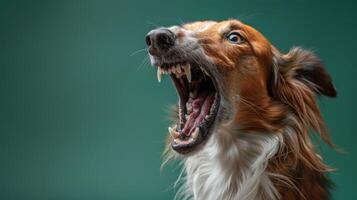 borzoi, arrabbiato cane scoprendo suo denti, studio illuminazione pastello sfondo foto