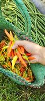 uomo Tenere rosso peperoncini quello avere stato raccolto a partire dal il riso campi. chili o capsico annuum è uno di il principale ingredienti nel ogni giorno cucinando. foto