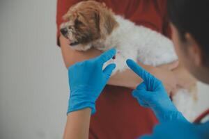 avvicinamento tiro di veterinario mani controllo cane di stetoscopio nel veterinario clinica foto