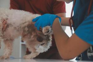 avvicinamento tiro di veterinario mani controllo cane di stetoscopio nel veterinario clinica foto