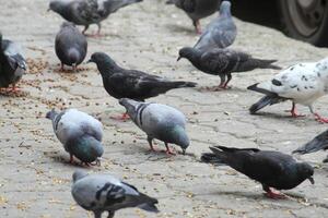 Comune indiano Piccione Schermo su Locale strada. uccello alimentazione su Aperto e vuoto strada. bellissimo uccello sfondo. foto