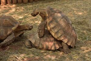 trio di spronato tartarughe tutti insieme foto