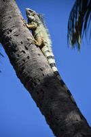 iguana arrampicata su un' palma albero foto