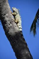 iguana arrampicata su un' palma albero foto