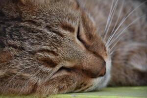 soffice addormentato tigre gatto su vicino e personale foto