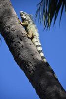 iguana arrampicata su un' palma albero foto