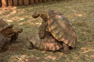 grande erbivoro spronato tartarughe combaciamento foto