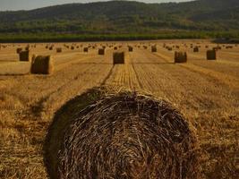 Balle di paglia in un campo di cereali al mattino presto, almansa, spagna foto