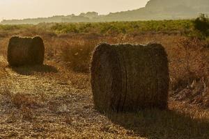 Balle di paglia in un campo di cereali al mattino presto, almansa, spagna foto