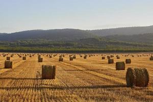 Balle di paglia in un campo di cereali al mattino presto, almansa, spagna foto