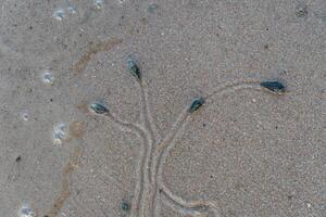sopra Visualizza di viaggio di vivente le cose. lumache viaggio su bagnato sabbia. tracce di lumache viaggio piace alberi e rami. foto