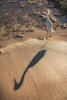 bubulco ibis nel domenicano spiaggia 10 foto