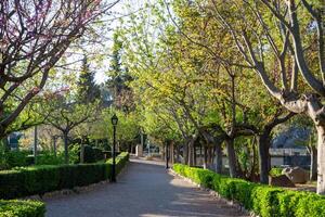 Visualizza di un' bellissimo primavera sentiero nel un' città parco tra appena fioritura alberi foto