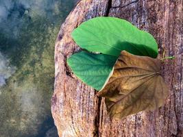 primo piano di foglia secca su foglia verde avente come sfondo una superficie rocciosa foto