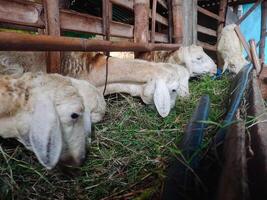 pecore mangiare erba nel il gabbia foto