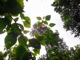 fogliame sotto il albero foto