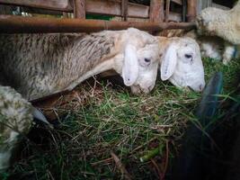 pecore mangiare erba nel il gabbia foto